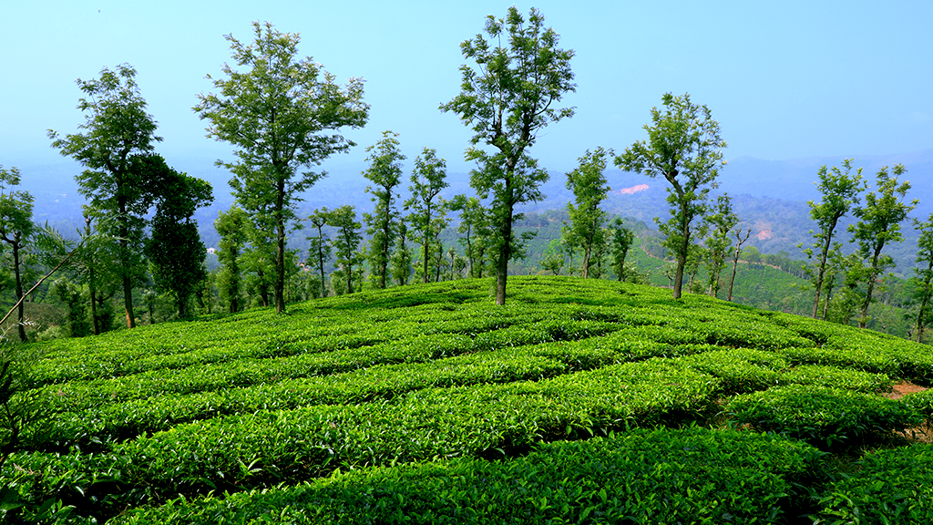 Wayanad_Tea_Coffee_Plantations_2479